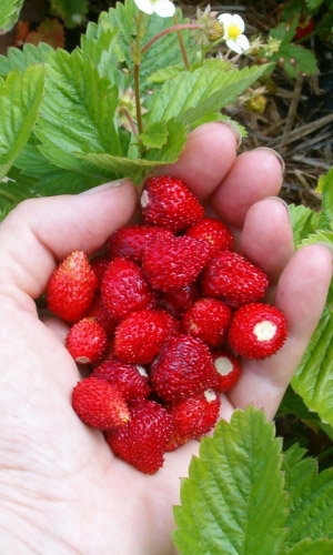 Земляника СКАЗОЧНАЯ