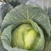Капуста ДИВО ДИВНОЕ