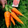 Морковь САХАРНЫЙ ГИГАНТ