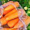 Морковь ШАНТЕНЭ РОЯЛ