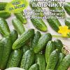 Огурец МАЛЬЧИК С ПАЛЬЧИК F1