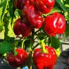 Перец КРАСНАЯ ЗВЕЗДА F1