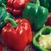 Перец ВЕЛИКАН ГОЛЛАНДСКИЙ