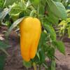 Перец ЗНАТНЫЙ ТОЛСТЯК F1