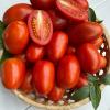 Томат БОЕЦ (БУЯН)