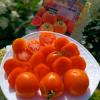 Томат ОРАНЖЕВЫЙ ЗАКАТ